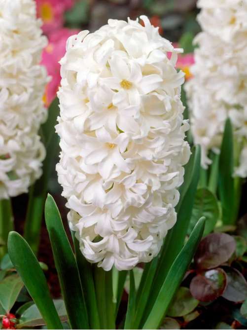Гіацинт White Pearl (1 шт. в упаковці)