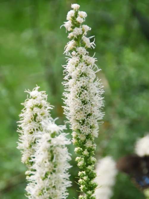 Ліатрис Floristan Weiss