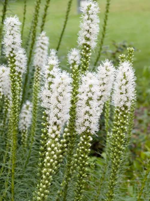 Ліатрис Spicata Alba