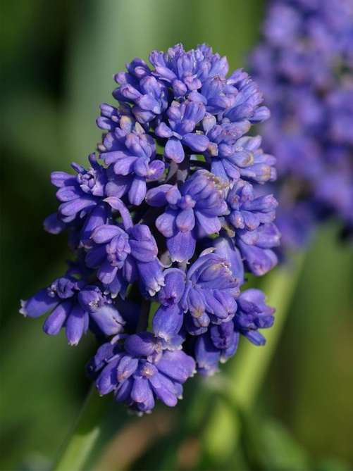 Мускарі Blue Spike (5 шт. в упаковці)