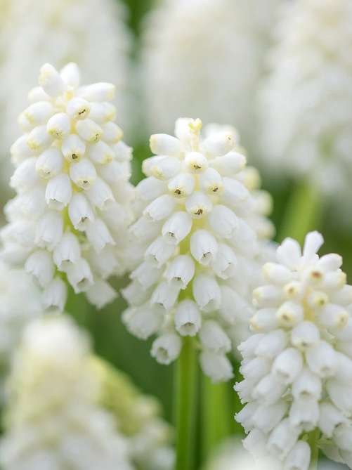 Мускарі White Magic (5 шт. в упаковці)